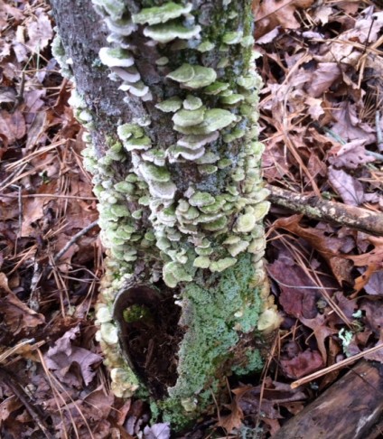 I love the beautiful green of this lichen and fungus 